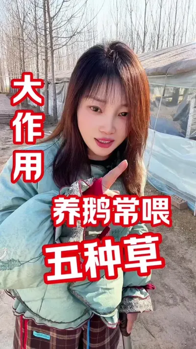 养鹅常喂的草有哪些&hellip;&hellip;#农村创业养殖 #养鹅人 #养鹅技术分享 #鹅鹅鹅