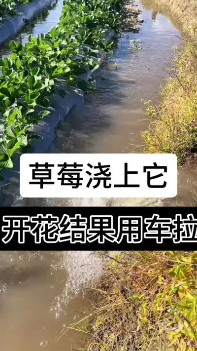 草莓浇上它开花结果用车拉#草莓种植管理技术和方法 #草莓种植方法 #服务三农支持三农 #草莓种植 #支持三农扶持三农发展