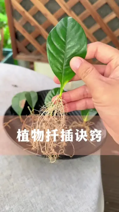 扦插植物并不难，记住诀窍很简单#花卉绿植 #扦插 #养花小知识 #分享养花经验