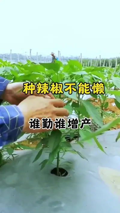 种辣椒不能懒，做好这项工作，花多花大开满园。果多果大一茬又一茬#促花保果 #辣椒种植