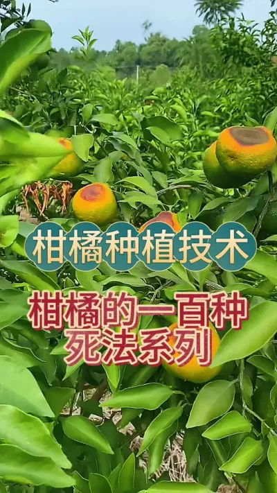 柑橘的100种死法之渴死#柑橘种植 #抖音助农 #新农人计划