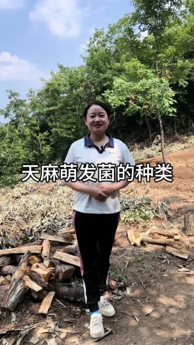 天麻萌发菌的种类 #三农 #新农人计划 #抖音助农 @抖音小助手