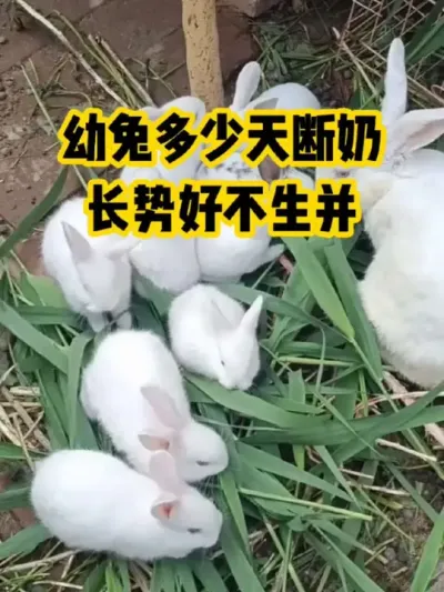 幼兔多少天断奶，长得好不生并#抖音三农#养殖#养兔