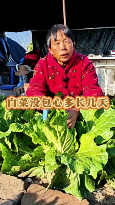 你的白菜拔了吗？#白菜 #大白菜 #白菜包心 #三农 #蔬菜种植 @DOU+上热门 @DOU+小助手 @