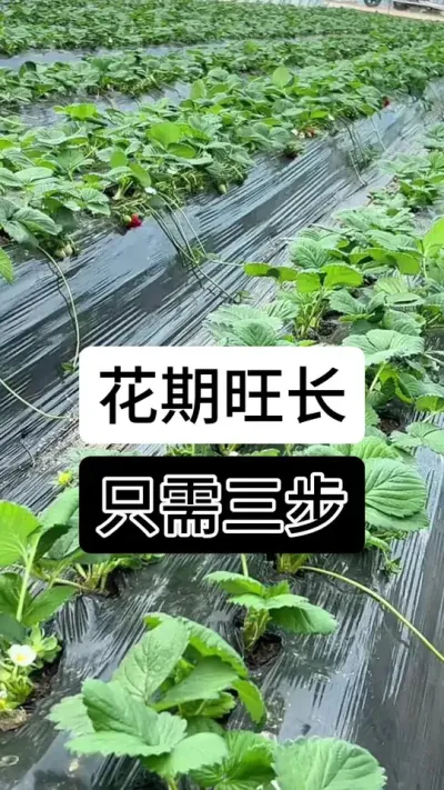 花期旺长只需三步#草莓种植方法 #草莓种植 #草莓种植管理技术和方法 #草莓种植基地