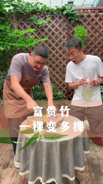 富贵竹一棵变多棵#富贵竹 #花卉绿植 #养花小知识 #分享养花经验