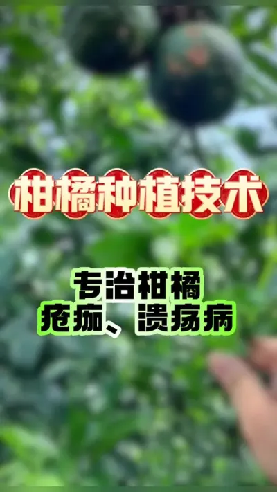 #dou上热门 专治柑橘疮痂、溃疡病 #新农人计划2025 #农业种植 #柑橘种植 #三农
