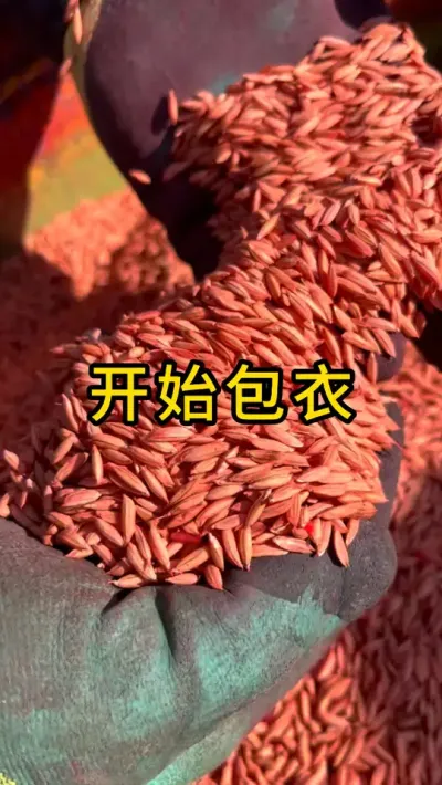 粮富贵开始包衣了 #水稻种植  #农业种植技术  #分享农业知识帮农民增产增收  #水稻种植交流