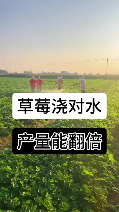 草莓浇对水产量能翻倍#草莓种植管理技术和方法 #草莓种植管理技术和方法 #草莓种植方法 #草莓种植方法 #草莓种植