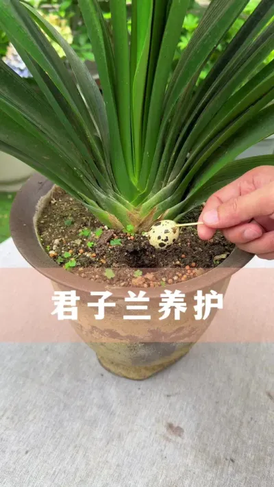 君子兰养护#君子兰 #花卉绿植 #养花小知识 #分享养花经验
