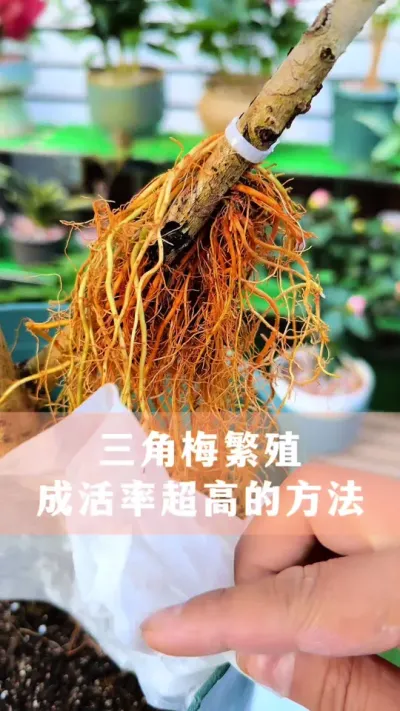三角梅繁殖，成活率超高的方法#三角梅 #花卉绿植 #养花小知识 #分享养花经验