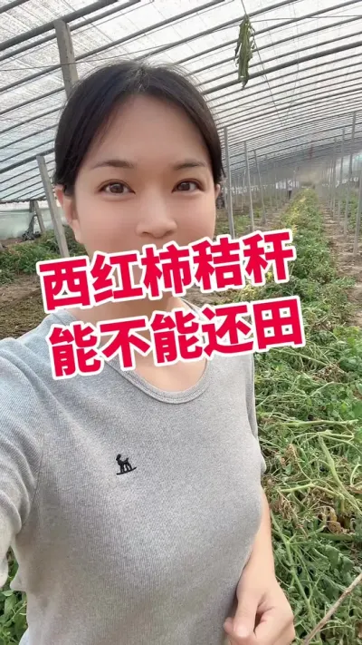 #西红柿种植 #大棚种植#闷棚#秸秆还田 点个关注 互相学习吧@抖音小助手