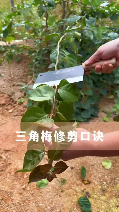 三角梅修剪口诀#三角梅 #花卉绿植 #养花小知识 #爱生活爱养花