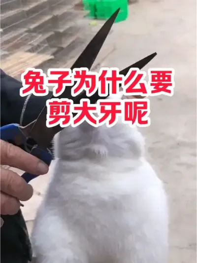 兔子为什么要，剪大牙呢 #抖音三农#养兔#养殖
