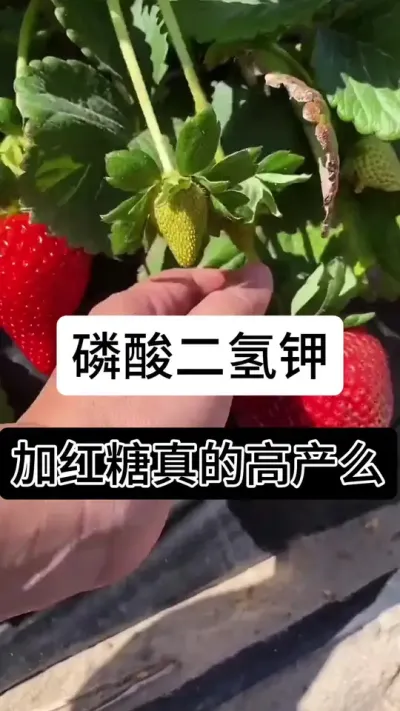 磷酸二氢钾加红糖真的能高产么