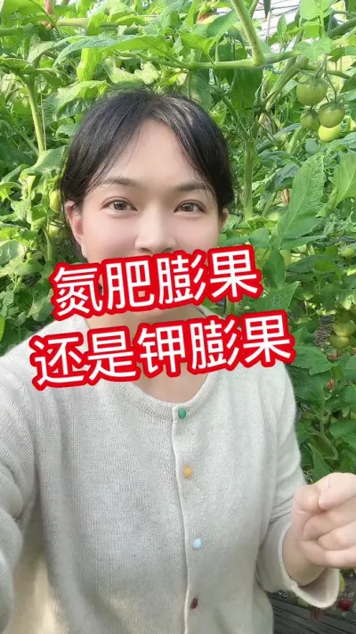 #西红柿种植#大棚种植 #记录我的种植生活  点个关注 相互学习吧@抖音小助手