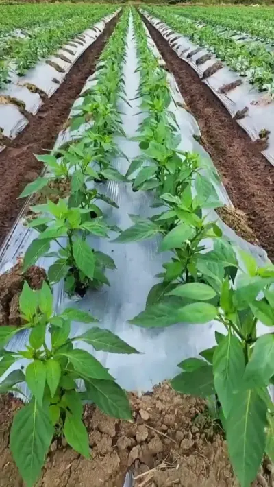 #农业种植技术 #辣椒种植 #三农