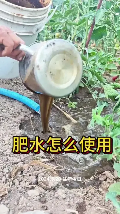 浇水不要浇白水，浇白水等于白浇水#种植小技巧 #肥水 #蔬菜种植 #浇水 #蔬菜杨大姐 @抖音创作小助手 @DOU+小助手 @DOU+上热门