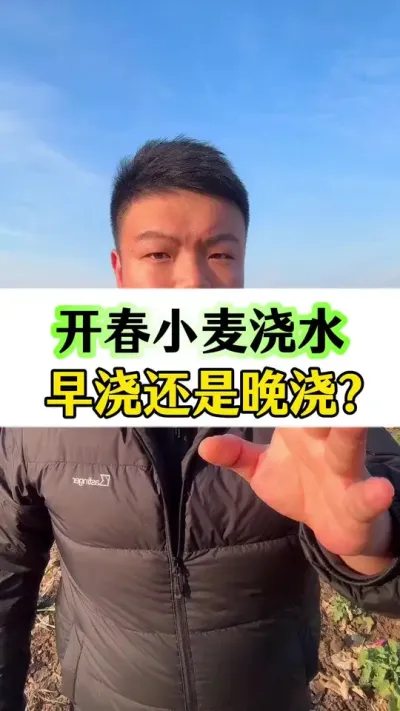 小麦开春之后，到底什么时候浇水？ #种植小技巧 #小麦种植 #小麦返青水