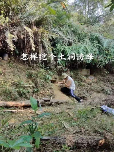 怎样挖个土洞诱蜂 深山寻蜜，古法诱蜂，养蜂人的自然智慧&mdash;&mdash;土洞诱蜂。#蜜蜂养殖 #诱蜂 #新农人计划2025 #我的农村生活