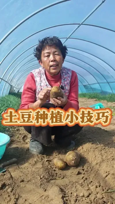 土豆现在可以种了，怎样种植结的多，喜欢吃土豆的赶紧种起来吧！#蔬菜杨大姐 #土豆种植 #土豆种植技巧和方法 #三农 #土豆高产种植 @DOU+小助手 @DOU+上热门 @抖音创作小助手