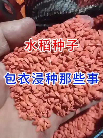 水稻种子包衣浸种那些事 #增产增收  #现代农业技术  #分享农业知识帮农产增收  #农业种植小技巧