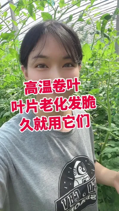 #西红柿种植#大棚种植#西红柿卷叶 #盖多多 点个关注 互相学习@抖音小助手