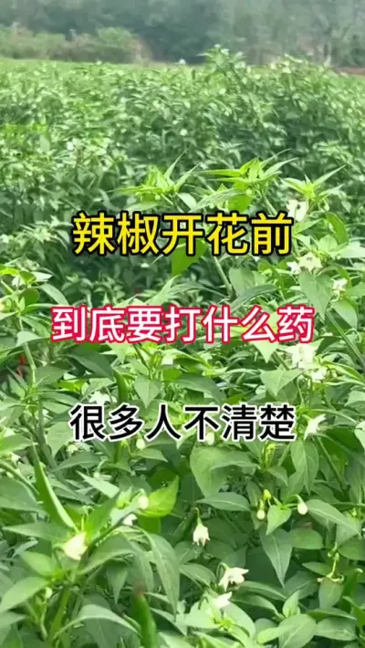辣椒开花前，到底要打什么药？很多人不清楚 #三农 #辣椒种植 #农业种植
