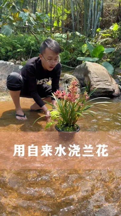 用自来水浇兰花能开花吗#兰花 #花卉绿植 #养花小知识