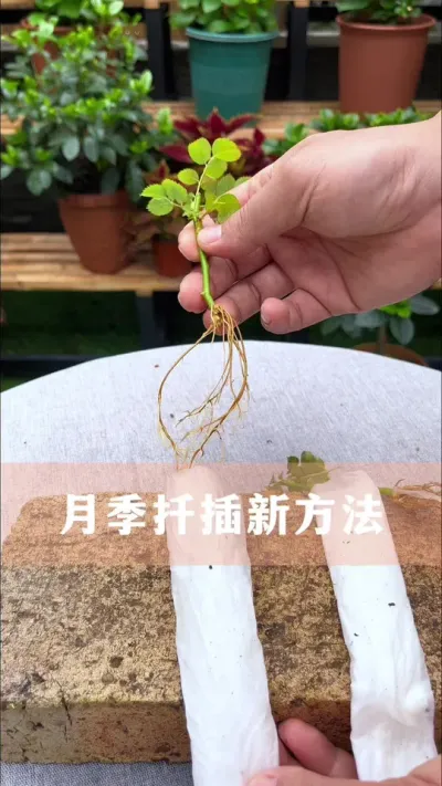 扦插月季简单，生根又快的方法#月季 #花卉绿植 #养花小知识