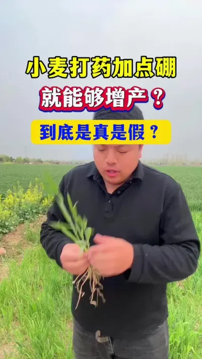 小麦打药加点硼，就能增产，是真的吗？ #小麦种植 #速溶硼 #硼元素 #种植小技巧