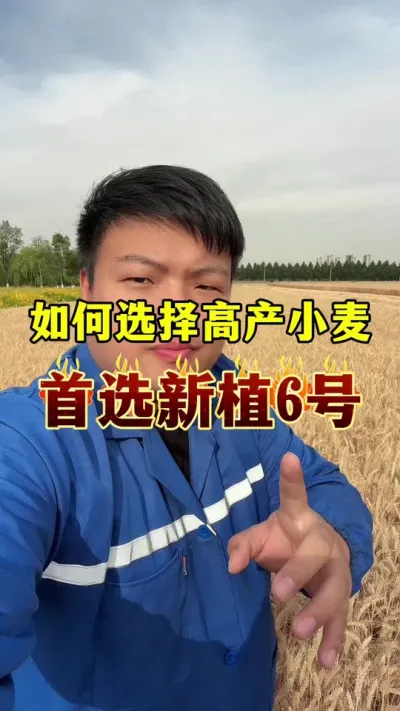 如何挑选高产小麦品种？首选新植6号！ #农业种植 #高产小麦品种 #小麦种植 #新植6号