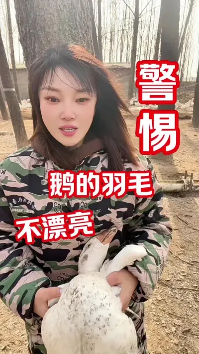 鹅毛不好看，公鹅都不愿意交配😅#农村创业养殖 #养鹅人 #每天分享养殖技术和经验