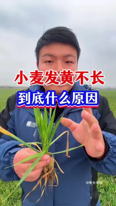 小麦发黄不长，到底什么原因？ #小麦种植 #种植小技巧 #传播农业小知识 #小麦花叶病毒病 #除草剂药害