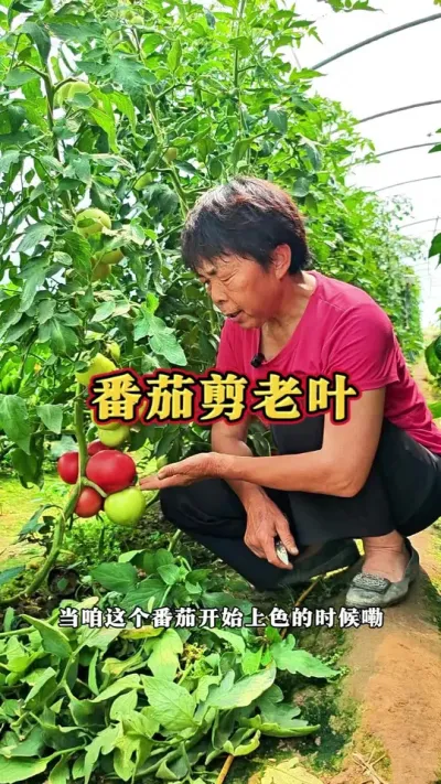 底部番茄开始上色的时候咱们都可以把老叶剪掉了#三农 #番茄 #西红柿 #种植小技巧 #蔬菜杨大姐 @DOU+上热门 @抖音创作小助手 @DOU+小助手