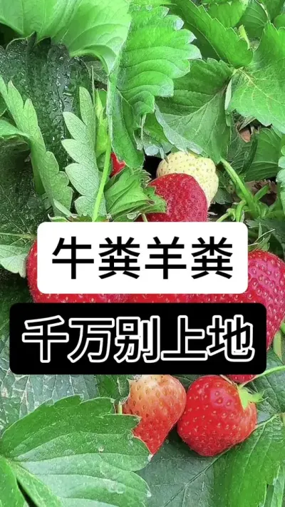 牛粪羊粪千万别上地#草莓种植管理技术和方法