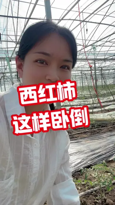 #西红柿种植#记录我的种植生活 #露天种植 点个关注  互相学习吧@抖音小助手