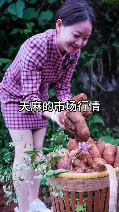 天麻市场行情 #三农 #抖音新农人 #种植技术 @DOU+小助手