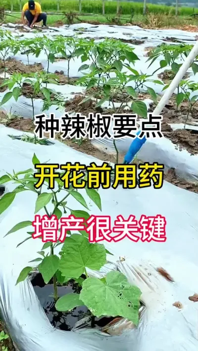 种辣椒要点，开花前用药，增产很关键 #三农 #辣椒种植 #农业种植