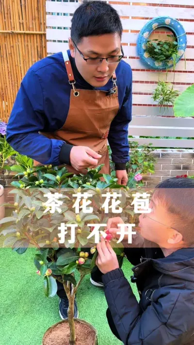 #分享养花经验 #创作者中心 #创作灵感 茶花花苞打不开，做好这四步#花卉绿植 #爱生活爱养花