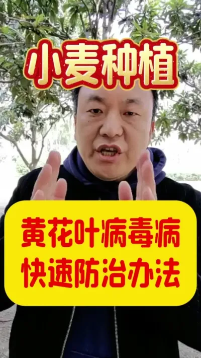 小麦黄花叶病毒病的快速防治方法。#小麦种植 #小麦病虫害防治 #小麦黄花叶病毒病