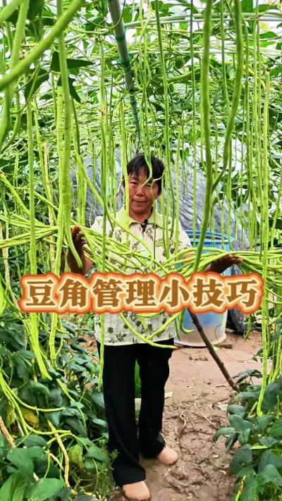 豆角怎样管理结的多呢？赶紧收藏起来吧！#豆角种植 #豆角高产技术 #蔬菜杨大姐 #三农 #豆角 @DOU+小助手 @DOU+上热门 @抖音创作小助手