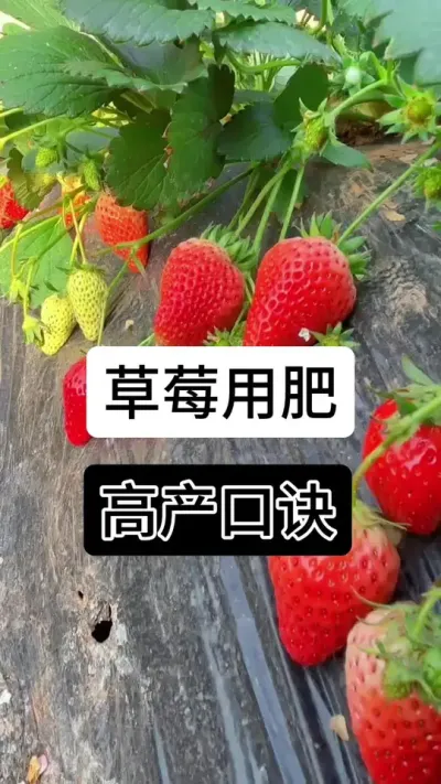 草莓用肥高产口诀#草莓种植管理技术和方法 #草莓种植方法 #草莓种植 #草莓种植基地