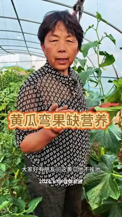 黄瓜为什么长出来是弯的#种植小技巧 #三农 #黄瓜 #黄瓜种植 #蔬菜杨大姐 @抖音创作小助手 @DOU+小助手 @DOU+上热门