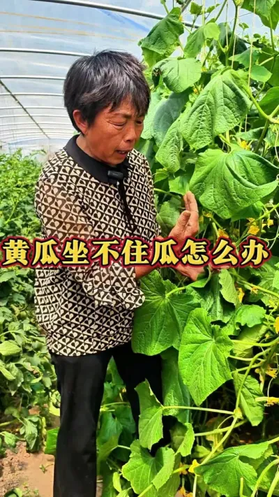黄瓜旺长光开花坐不住果这个时候咱们可以利用侧枝来结瓜#黄瓜 #黄瓜管理 #三农 #蔬菜杨大姐 #种植小技巧@DOU+上热门 @抖音创作小助手 @DOU+小助手