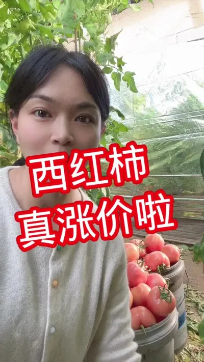 #西红柿种植#西红柿价格#大棚西红柿  点个关注 互相学习吧@抖音小助手