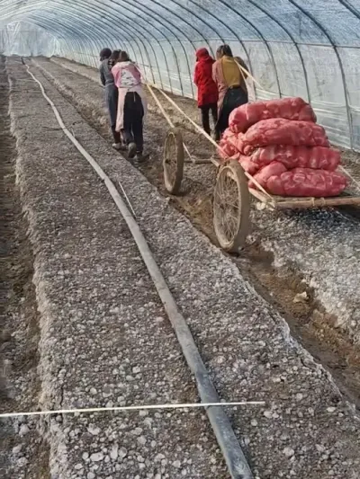 羊肚菌种植，就得每个种植户、都有一个非常适合自己的操作办法 羊肚菌种植，就得每个种植户、都有一个非常适合自己的操作办法[强][强]#创作者中心 #创作灵感 #羊肚菌 #羊肚菌种植 #食用菌产业