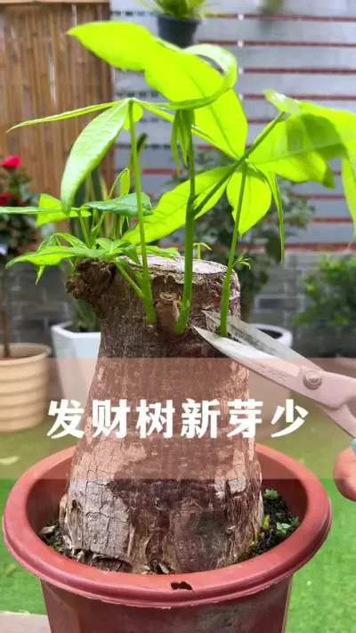 发财树不爱长新芽，如何二次促芽#发财树 #花卉绿植 #养花小知识