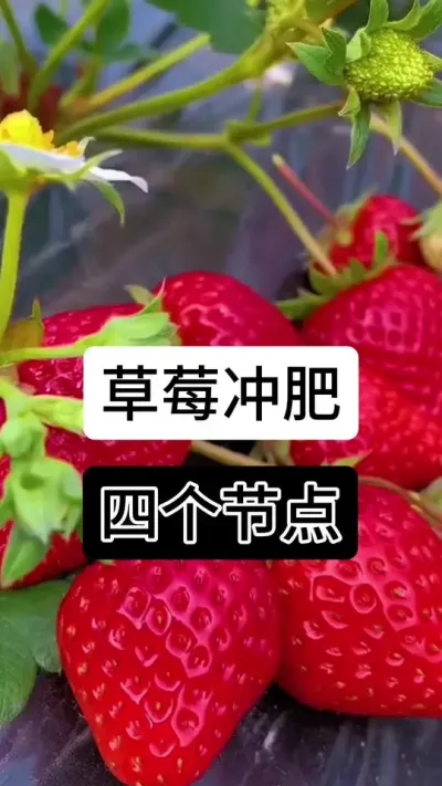 草莓冲肥四个节点#草莓种植 #草莓种植方法 #草莓种植管理技术和方法 #草莓种植基地 #草莓养护方法