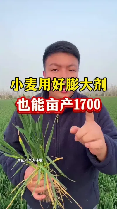 小麦用好膨大剂，你也能亩产1800！ #小麦种植 #传播农业小知识 #种植小技巧 #小麦膨大剂